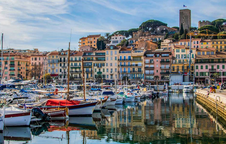 Cafards à Nice et Cannes : pourquoi les restaurateurs et les habitants sont de plus en plus confrontés