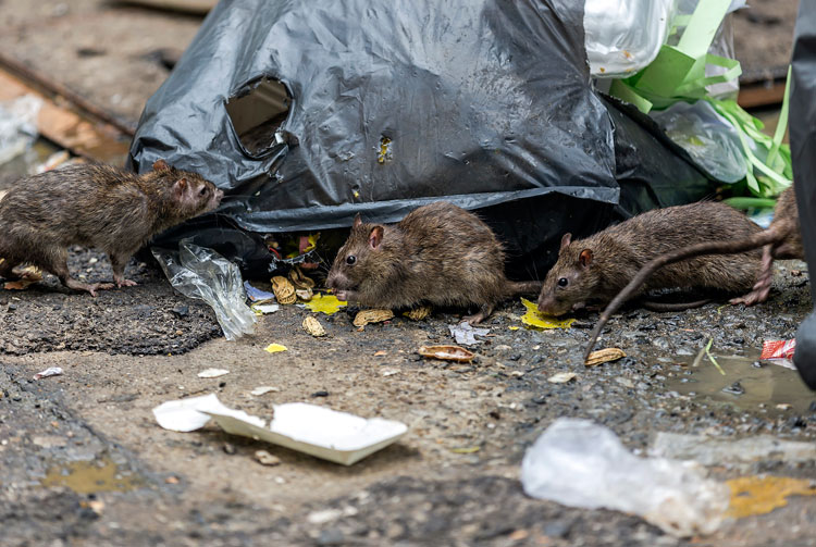 Ce qu'il faut faire en cas d'infestation de rats ou de souris : le guide étape par étape